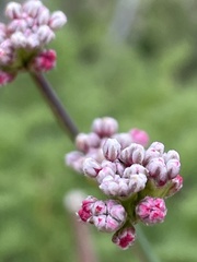 Eriogonum elatum