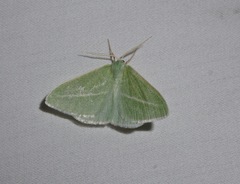 Chlorosea margaretaria