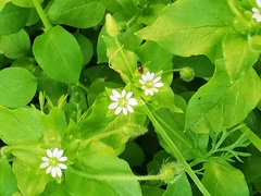 Stellaria media