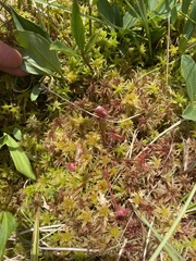 Drosera rotundifolia
