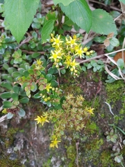 Sedum nokoense