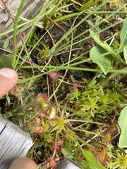 Drosera rotundifolia