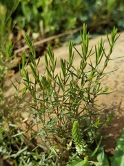 Stellaria alaschanica