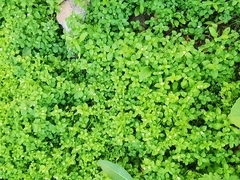 Stellaria media
