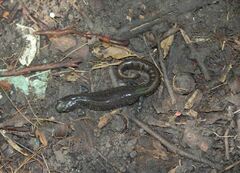 Ambystoma 'unisexual complex'