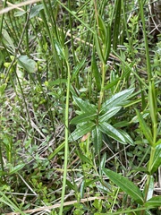 Kalmia polifolia