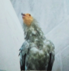 Neophron percnopterus