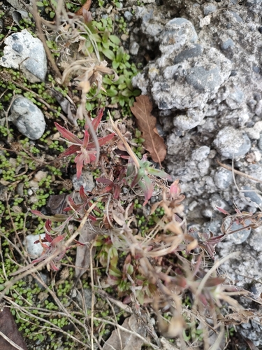 Image of Epilobium hirtigerum by no rights reserved