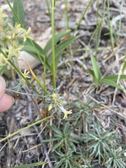 Ipomopsis spicata tridactyla