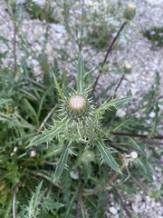 Cirsium clavatum