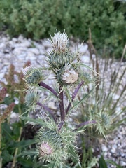 Cirsium clavatum