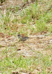 Junco hyemalis dorsalis