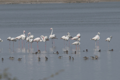 Phoenicopterus roseus