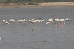 Phoenicopterus roseus