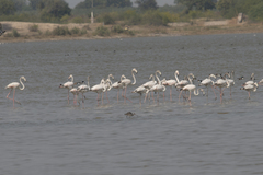 Phoenicopterus roseus
