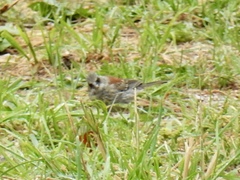 Junco hyemalis dorsalis