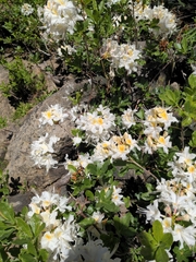 Rhododendron occidentale