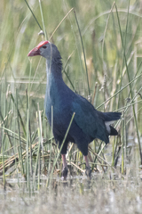 Porphyrio poliocephalus