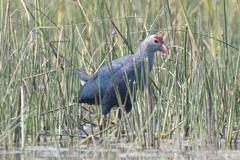 Porphyrio poliocephalus