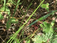 Psorodonotus