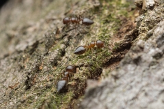 Crematogaster matsumurai