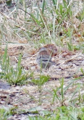 Junco hyemalis dorsalis