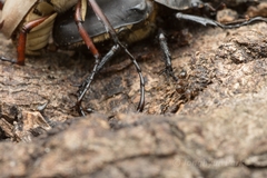 Crematogaster matsumurai