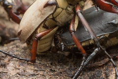 Crematogaster matsumurai