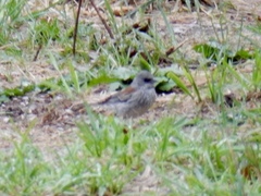 Junco hyemalis dorsalis