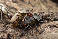Dicronocephalus adamsi