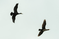 Phalacrocorax carbo
