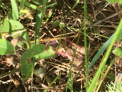 Psorodonotus