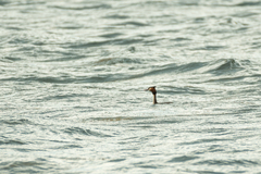 Podiceps cristatus