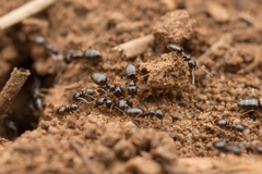 Plagiolepis manczshurica