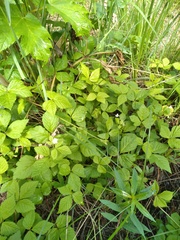 Rubus pubescens pubescens