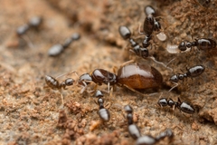 Plagiolepis manczshurica