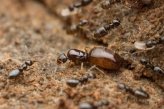 Plagiolepis manczshurica