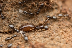 Plagiolepis manczshurica
