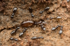 Plagiolepis manczshurica