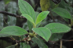 Rufodorsia intermedia