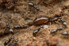 Plagiolepis manczshurica