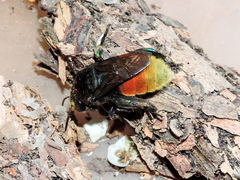Eufriesea mexicana