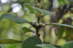 Rufodorsia intermedia