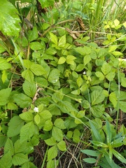 Rubus pubescens pubescens