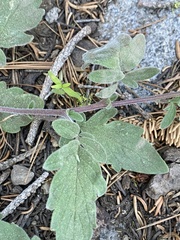 Phacelia hydrophylloides