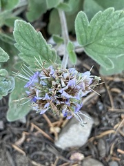 Phacelia hydrophylloides
