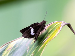 Notocrypta paralysos