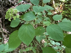 Hydrangea cinerea