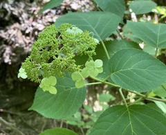 Hydrangea cinerea