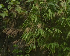 Thysanolaena